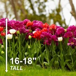 12/+ Cm, Double Dutch Mixed Tulip Flower Bulbs (Bag Of 100) -J Parkers Garden Store garden state bulb flower bulbs ecf 135 100 04 4f 1000