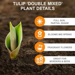 12/+ Cm, Double Dutch Mixed Tulip Flower Bulbs (Bag Of 100) -J Parkers Garden Store garden state bulb flower bulbs ecf 135 100 04 c3 1000