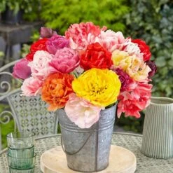 12/+ Cm, Double Dutch Mixed Tulip Flower Bulbs (Bag Of 50) -J Parkers Garden Store garden state bulb flower bulbs ecf 135 50 02 31 1000