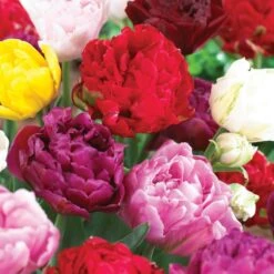 12/+ Cm, Double Dutch Mixed Tulip Flower Bulbs (Bag Of 50)