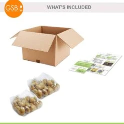 12/+ Cm, Double Dutch Mixed Tulip Flower Bulbs (Bag Of 50) -J Parkers Garden Store garden state bulb flower bulbs ecf 135 50 02 76 1000