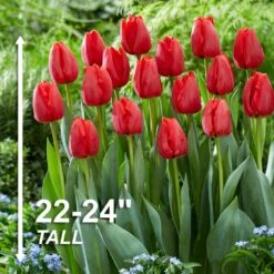 12/+ Cm, Darwin Hybrid Red Impression Tulip Bulbs (Bag Of 100) 12 12/+ Cm, Darwin Hybrid Red Impression Tulip Bulbs (Bag Of 100) -J Parkers Garden Store garden state bulb flower bulbs ecf 136 100 04 4f 1000