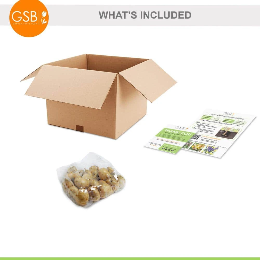 12/ Cm, Darwin Hybrid Red Impression Tulip Bulbs (Bag Of 25) 9 12/ Cm, Darwin Hybrid Red Impression Tulip Bulbs (Bag Of 25) - Image 7