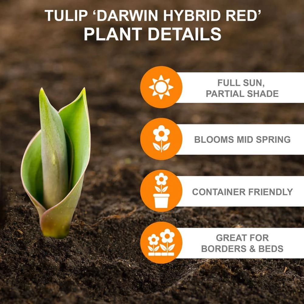 12/ Cm, Darwin Hybrid Red Impression Tulip Bulbs (Bag Of 25) 4 12/ Cm, Darwin Hybrid Red Impression Tulip Bulbs (Bag Of 25) - Image 2
