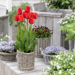 12/+ Cm, Darwin Hybrid Red Impression Tulip Bulbs (Bag Of 250) 17 12/+ Cm, Darwin Hybrid Red Impression Tulip Bulbs (Bag Of 250) -J Parkers Garden Store garden state bulb flower bulbs ecf 136 250 10 31 1000