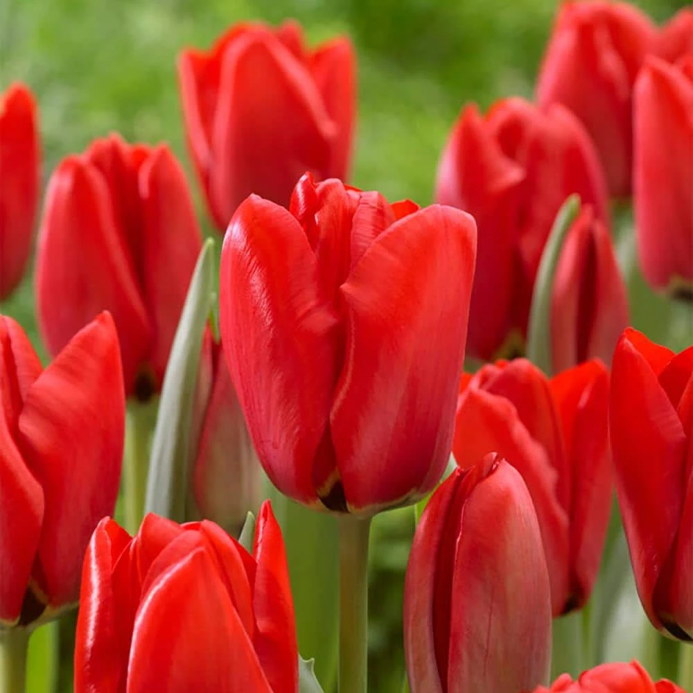 12/+ Cm, Darwin Hybrid Red Impression Tulip Bulbs (Bag Of 250) 3 12/+ Cm, Darwin Hybrid Red Impression Tulip Bulbs (Bag Of 250)