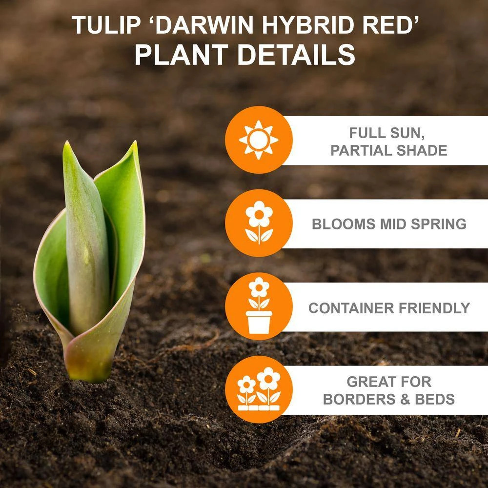 12/+ Cm, Darwin Hybrid Red Impression Tulip Bulbs (Bag Of 250) 4 12/+ Cm, Darwin Hybrid Red Impression Tulip Bulbs (Bag Of 250) - Image 2