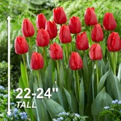 12/+ Cm, Darwin Hybrid Red Impression Tulip Bulbs (Bag Of 50) 12 12/+ Cm, Darwin Hybrid Red Impression Tulip Bulbs (Bag Of 50) -J Parkers Garden Store garden state bulb flower bulbs ecf 136 50 02 4f 1000