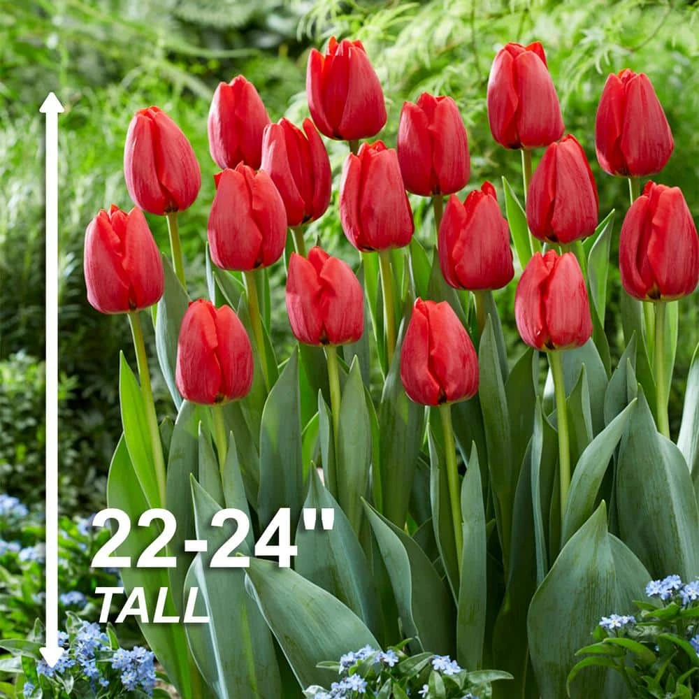 12/+ Cm, Darwin Hybrid Red Impression Tulip Bulbs (Bag Of 50) 5 12/+ Cm, Darwin Hybrid Red Impression Tulip Bulbs (Bag Of 50) - Image 3