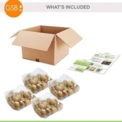 12/+ Cm, Spryng Break Blend Triumph Tulip Bulbs (Bag Of 100) -J Parkers Garden Store garden state bulb flower bulbs ecf 137 100 04 76 1000