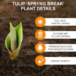 12/+ Cm, Spryng Break Blend Triumph Tulip Bulbs (Bag Of 100) -J Parkers Garden Store garden state bulb flower bulbs ecf 137 100 04 c3 1000