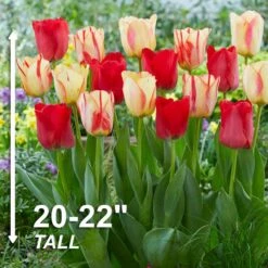 12/+ Cm, Spryng Break Blend Triumph Tulip Bulbs (Bag Of 250) -J Parkers Garden Store garden state bulb flower bulbs ecf 137 250 10 4f 1000