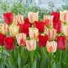 12/+ Cm, Spryng Break Blend Triumph Tulip Bulbs (Bag Of 250) -J Parkers Garden Store garden state bulb flower bulbs ecf 137 250 10 64 1000