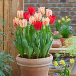 12/+ Cm, Spryng Break Blend Triumph Tulip Bulbs (Bag Of 50) -J Parkers Garden Store garden state bulb flower bulbs ecf 137 50 02 31 1000