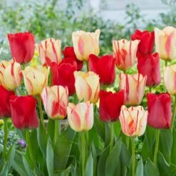 12/+ Cm, Spryng Break Blend Triumph Tulip Bulbs (Bag Of 50)