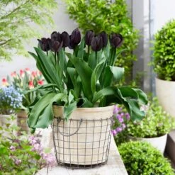 12/+ Cm Hybrid Black Nightmare Single Late Tulip Bulbs (Bag Of 5) 17 12/+ Cm Hybrid Black Nightmare Single Late Tulip Bulbs (Bag Of 5) -J Parkers Garden Store garden state bulb flower bulbs ecf 138 05 01 31 1000