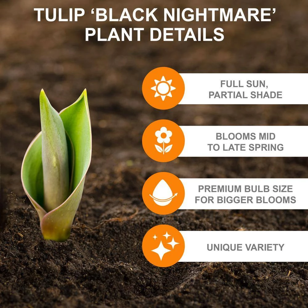 12/+ Cm Hybrid Black Nightmare Single Late Tulip Bulbs (Bag Of 5) 4 12/+ Cm Hybrid Black Nightmare Single Late Tulip Bulbs (Bag Of 5) - Image 2