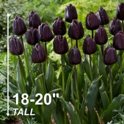 12/+ Cm Hybrid Black Nightmare Single Late Tulip Bulbs (Bag Of 10) -J Parkers Garden Store garden state bulb flower bulbs ecf 138 10 02 4f 1000