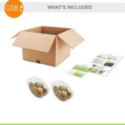 12/+ Cm Hybrid Black Nightmare Single Late Tulip Bulbs (Bag Of 10) -J Parkers Garden Store garden state bulb flower bulbs ecf 138 10 02 76 1000