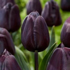 12/+ Cm Hybrid Black Nightmare Single Late Tulip Bulbs (Bag Of 20)