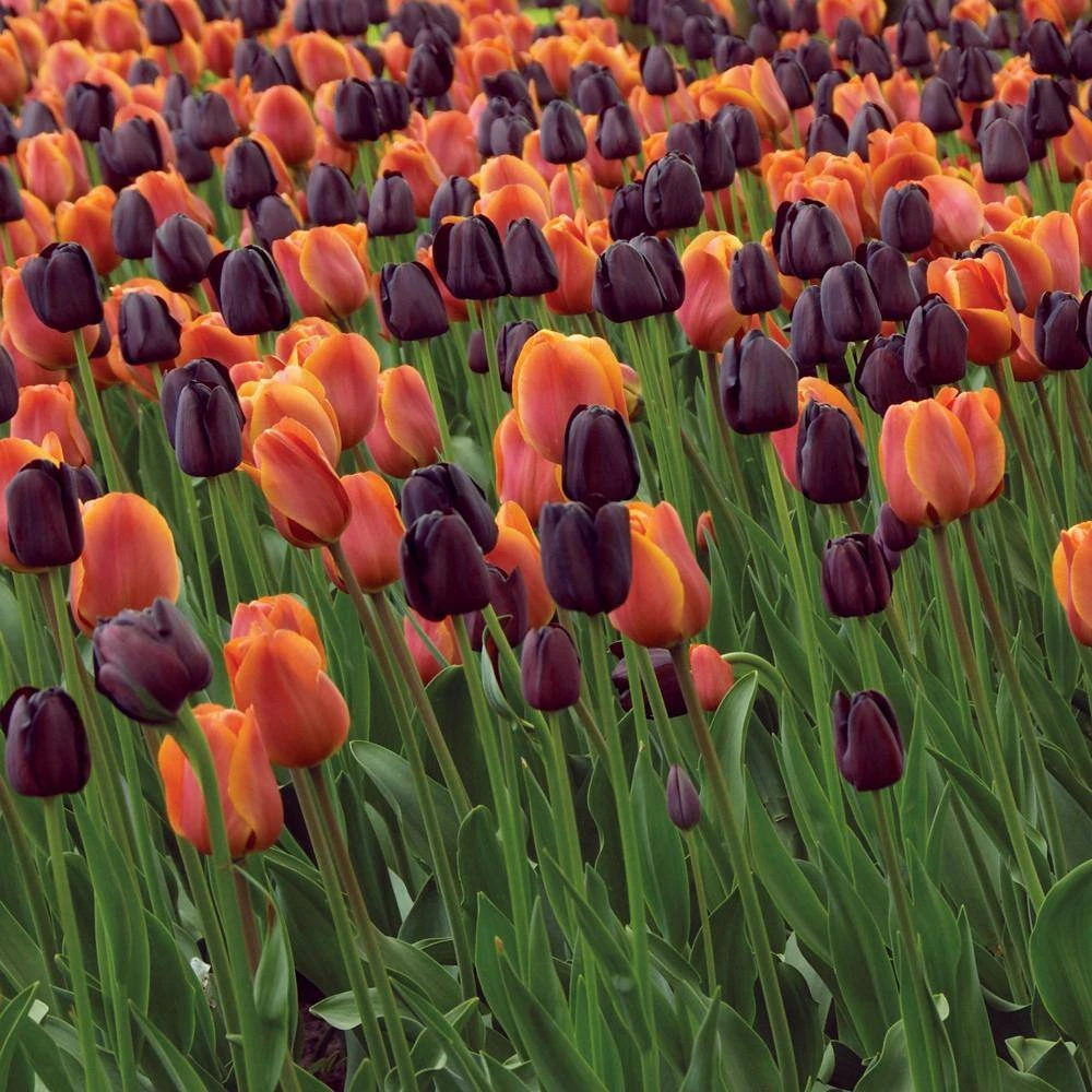 12/+ Cm Maroon And Orange Mix Triumph Tulip Flower Bulbs (Bag Of 100) 10 12/+ Cm Maroon And Orange Mix Triumph Tulip Flower Bulbs (Bag Of 100) - Image 8