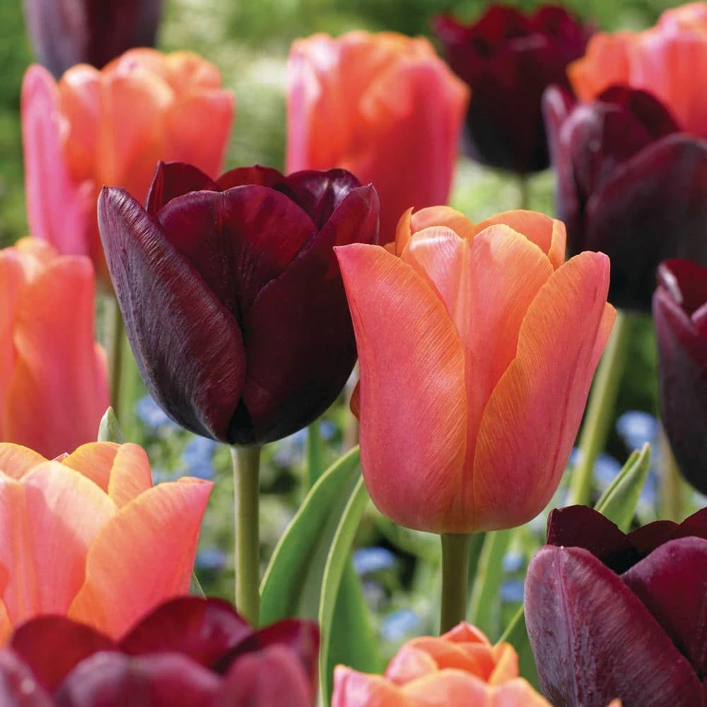 12/+ Cm Maroon And Orange Mix Triumph Tulip Flower Bulbs (Bag Of 100) 3 12/+ Cm Maroon And Orange Mix Triumph Tulip Flower Bulbs (Bag Of 100)