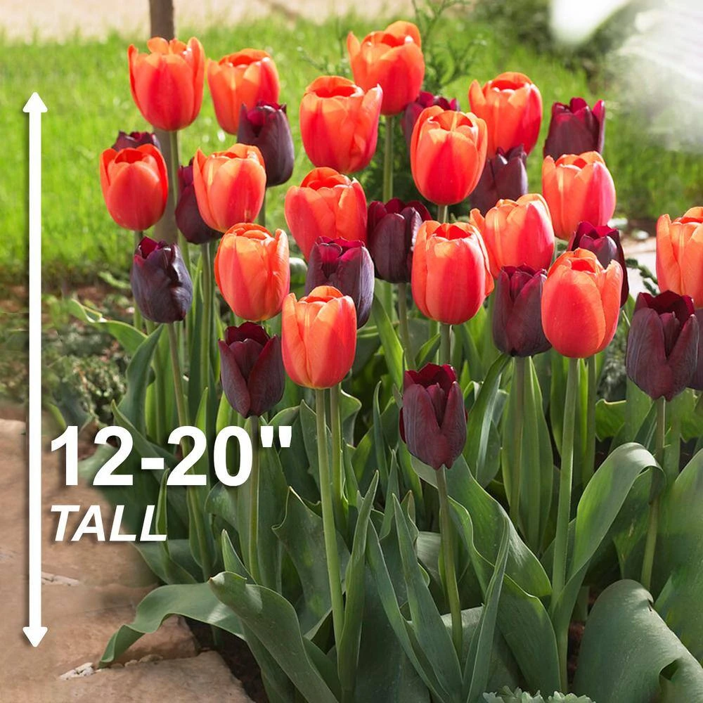 12/+ Cm Maroon And Orange Mix Triumph Tulip Flower Bulbs (Bag Of 250) 5 12/+ Cm Maroon And Orange Mix Triumph Tulip Flower Bulbs (Bag Of 250) - Image 3