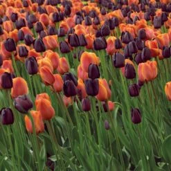 12/+ Cm Maroon And Orange Mix Triumph Tulip Flower Bulbs (Bag Of 50) -J Parkers Garden Store garden state bulb flower bulbs ecf 139 50 02 31 1000