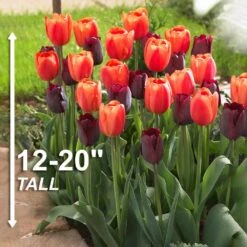 12/+ Cm Maroon And Orange Mix Triumph Tulip Flower Bulbs (Bag Of 50) -J Parkers Garden Store garden state bulb flower bulbs ecf 139 50 02 4f 1000