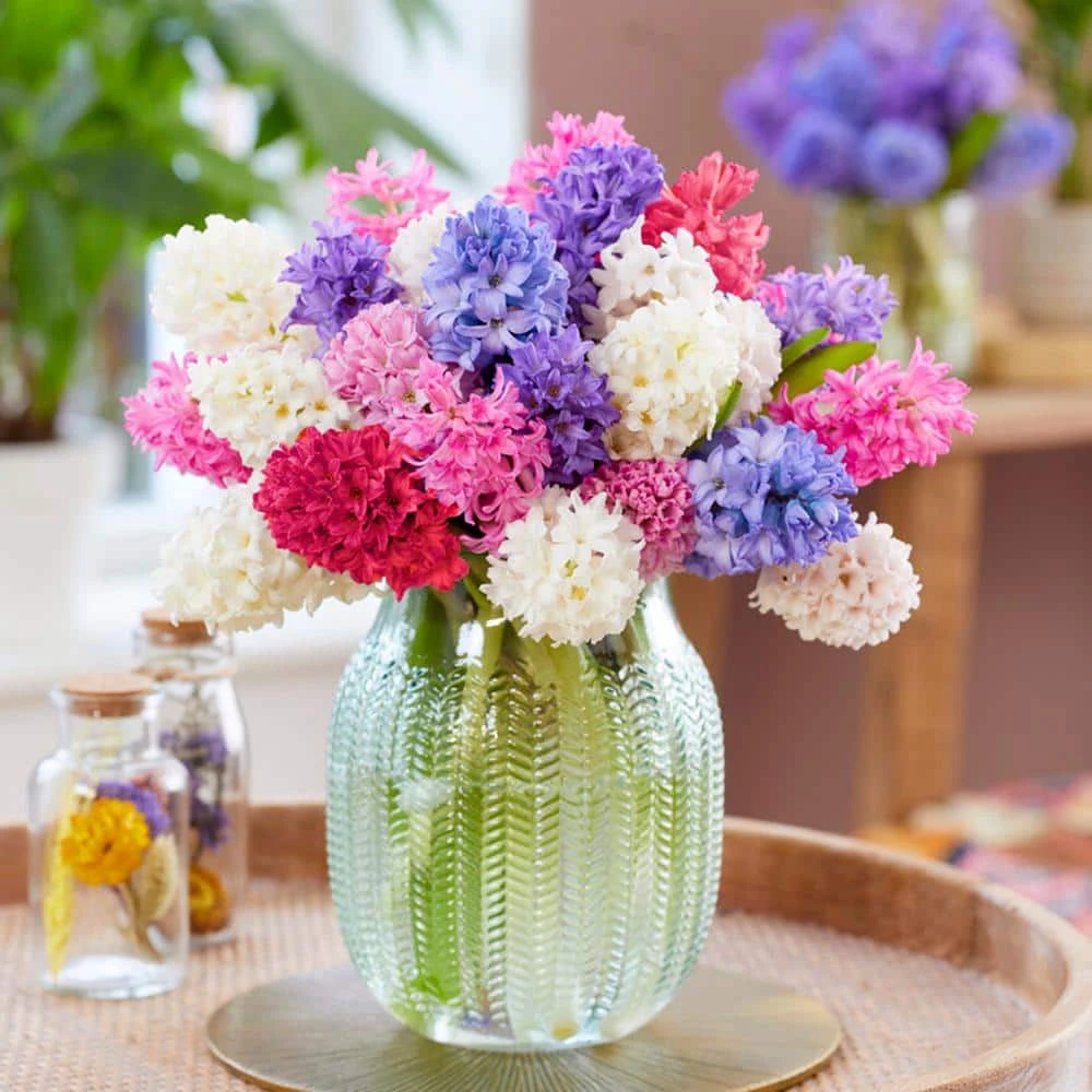 15/16 Cm Hyacinth Bulbs Giant Mixed (Bag Of 100) 10 15/16 Cm Hyacinth Bulbs Giant Mixed (Bag Of 100) - Image 8