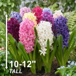 15/16 Cm Hyacinth Bulbs Giant Mixed (Bag Of 100) 14 15/16 Cm Hyacinth Bulbs Giant Mixed (Bag Of 100) -J Parkers Garden Store garden state bulb flower bulbs ecf 14 100 44 1000