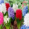 15/16 Cm Hyacinth Bulbs Giant Mixed (Bag Of 100) 2 15/16 Cm Hyacinth Bulbs Giant Mixed (Bag Of 100) -J Parkers Garden Store garden state bulb flower bulbs ecf 14 100 64 1000