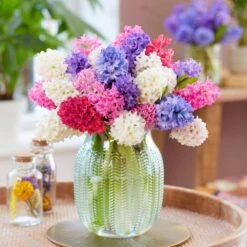 15/16 Cm Hyacinth Bulbs Giant Mixed (Bag Of 25) -J Parkers Garden Store garden state bulb flower bulbs ecf 14 25 31 1000