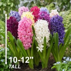 15/16 Cm Hyacinth Bulbs Giant Mixed (Bag Of 25) -J Parkers Garden Store garden state bulb flower bulbs ecf 14 25 44 1000