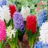 15/16 Cm Hyacinth Bulbs Giant Mixed (Bag Of 25) -J Parkers Garden Store garden state bulb flower bulbs ecf 14 25 64 1000