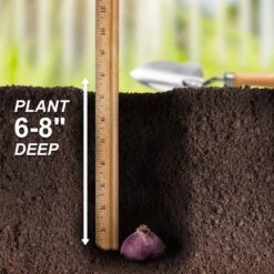 15/16 Cm Hyacinth Bulbs Giant Mixed (Bag Of 50) -J Parkers Garden Store garden state bulb flower bulbs ecf 14 50 fa 1000