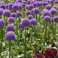 20/22 Cm Purple Globemaster Giant Allium Flower Bulbs (Bag Of 10) -J Parkers Garden Store garden state bulb flower bulbs ecf 140 10 01 31 1000