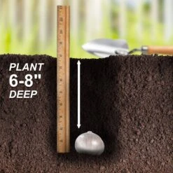 20/22 Cm Purple Globemaster Giant Allium Flower Bulbs (Bag Of 20) -J Parkers Garden Store garden state bulb flower bulbs ecf 140 20 02 44 1000