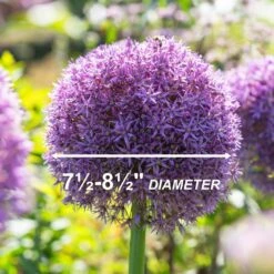 20/22 Cm Purple Globemaster Giant Allium Flower Bulbs (Bag Of 20) -J Parkers Garden Store garden state bulb flower bulbs ecf 140 20 02 4f 1000