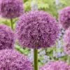 20/22 Cm Purple Globemaster Giant Allium Flower Bulbs (Bag Of 20) -J Parkers Garden Store garden state bulb flower bulbs ecf 140 20 02 64 1000