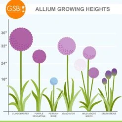 20/22 Cm Purple Globemaster Giant Allium Flower Bulbs (Bag Of 20) -J Parkers Garden Store garden state bulb flower bulbs ecf 140 20 02 76 1000