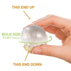 20/22 Cm Purple Globemaster Giant Allium Flower Bulbs (Bag Of 30) -J Parkers Garden Store garden state bulb flower bulbs ecf 140 30 03 1f 1000