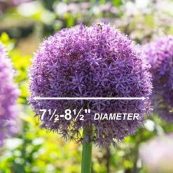 20/22 Cm Purple Globemaster Giant Allium Flower Bulbs (Bag Of 30) -J Parkers Garden Store garden state bulb flower bulbs ecf 140 30 03 4f 1000