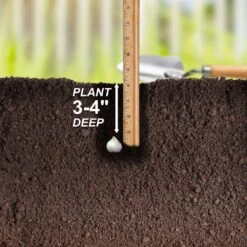 6/+ Cm, Drumsticks Allium Flower Bulbs (Bag Of 25) -J Parkers Garden Store garden state bulb flower bulbs ecf 141 25 01 44 1000