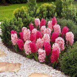 14/15 Cm Hyacinth Bulbs Pink Collection Mixed (Bag Of 100) -J Parkers Garden Store garden state bulb flower bulbs ecf 15 100 31 1000