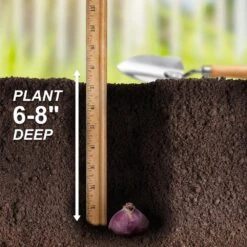 14/15 Cm Hyacinth Bulbs Pink Collection Mixed (Bag Of 25) -J Parkers Garden Store garden state bulb flower bulbs ecf 15 25 fa 1000