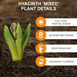 14/15 Cm Hyacinth Bulbs Pink Collection Mixed (Bag Of 50) -J Parkers Garden Store garden state bulb flower bulbs ecf 15 50 1f 1000