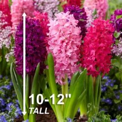 14/15 Cm Hyacinth Bulbs Pink Collection Mixed (Bag Of 50) -J Parkers Garden Store garden state bulb flower bulbs ecf 15 50 44 1000