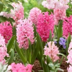 14/15 Cm Hyacinth Bulbs Pink Collection Mixed (Bag Of 50)