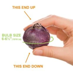 15/16 Cm, Blue Jacket Hyacinth Flower Bulbs (Bag Of 25) 12 15/16 Cm, Blue Jacket Hyacinth Flower Bulbs (Bag Of 25) -J Parkers Garden Store garden state bulb flower bulbs ecf 151 25 01 1f 1000